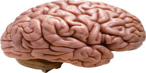 Brain and Nervous System Diseases